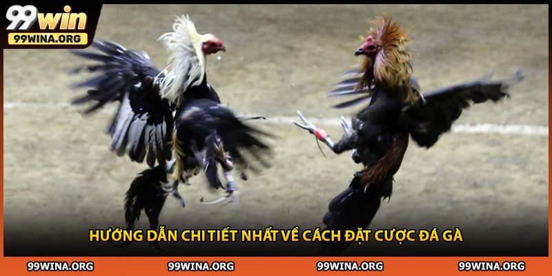 Hướng dẫn chi tiết nhất về cách đặt cược đá gà 