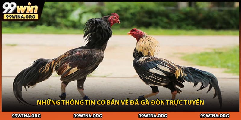Những thông tin cơ bản về đá gà đòn trực tuyến