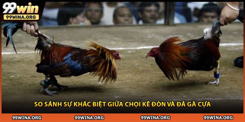 So sánh sự khác biệt giữa chọi kê đòn và đá gà cựa